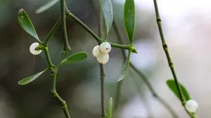 高清槲寄生图片_6