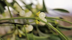 高清槲寄生图片_8