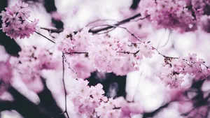 鲜艳的樱花高清图片_2