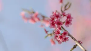 鲜艳的樱花高清图片_5