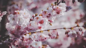 鲜艳的樱花高清图片_7