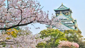 鲜艳的樱花高清图片_11
