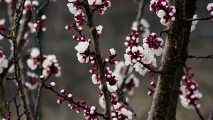 鲜艳的樱花高清图片_12