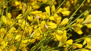 黄色金雀花图片_5