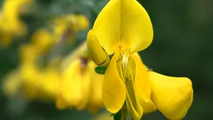 黄色金雀花图片_7