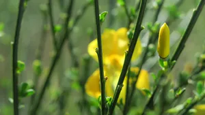 黄色金雀花图片_9