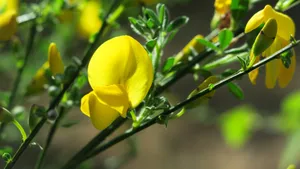 黄色金雀花图片_10