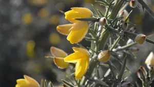 黄色金雀花图片_12