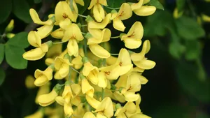 黄色金雀花图片_14