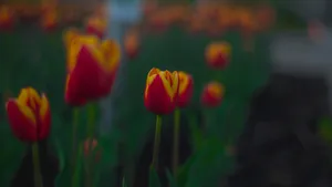 色彩鲜艳的郁金香图片_8