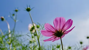 粉色的波斯菊高清图片_5
