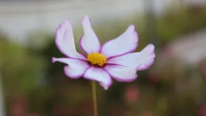 粉色的波斯菊高清图片_7
