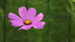 粉色的波斯菊高清图片_15