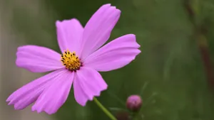 粉色的波斯菊高清图片_16