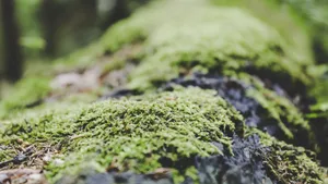 苔藓图片大全大图_4
