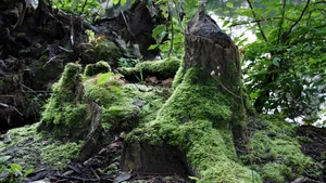 苔藓图片大全大图_5