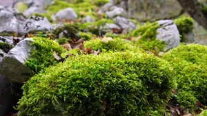 苔藓图片大全大图_6