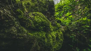 苔藓图片大全大图_7