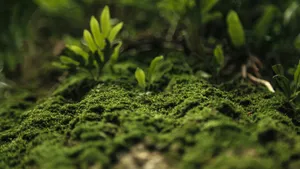 苔藓图片大全大图_8