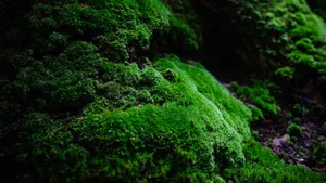 苔藓图片大全大图_12