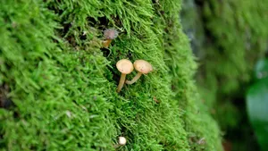 苔藓图片大全大图_13