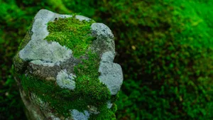 苔藓图片大全大图_14