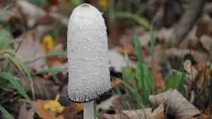 鸡腿蘑菇图片_2
