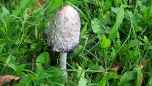 鸡腿蘑菇图片_4