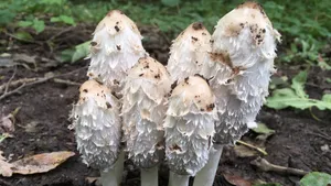 鸡腿蘑菇图片_8