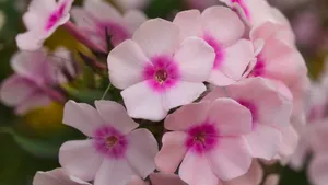 丛生福禄考花图片_6