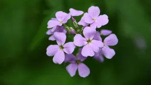 丛生福禄考花图片_8