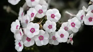 丛生福禄考花图片_9