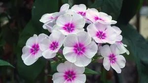 丛生福禄考花图片_10