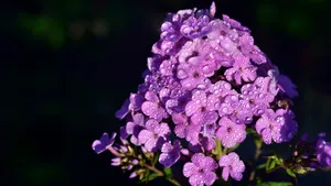 丛生福禄考花图片_12