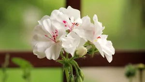 丛生福禄考花图片_13