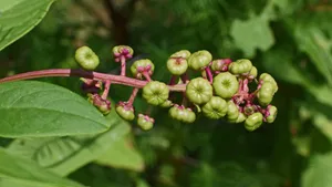 植物商陆图片大全_5
