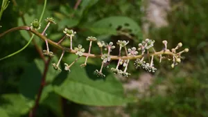 植物商陆图片大全_6
