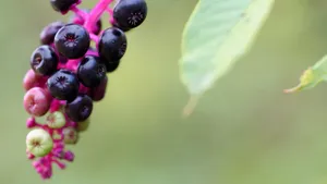 植物商陆图片大全_8