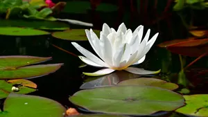 清新的睡莲图片_6