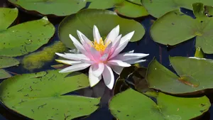 清新的睡莲图片_7
