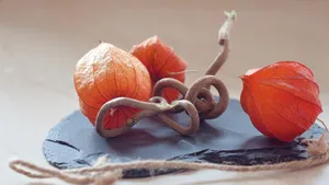 红色酸浆图片大全_7