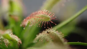 茅膏菜图片_4