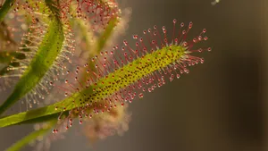 茅膏菜图片_14