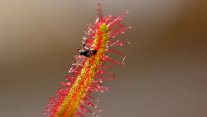 茅膏菜图片_16