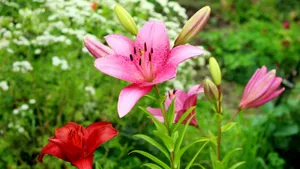 芬芳的百合花图片_2