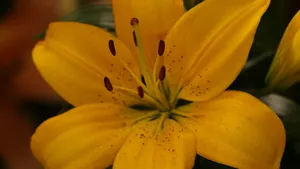 芬芳的百合花图片_3