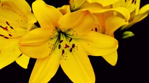 芬芳的百合花图片_5