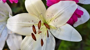 芬芳的百合花图片_6