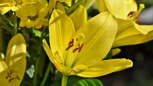 芬芳的百合花图片_7