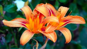 芬芳的百合花图片_9